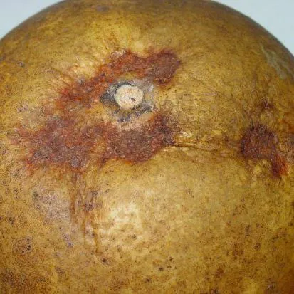 thumbnail for publication: Stem-End Rind Breakdown of Citrus Fruit